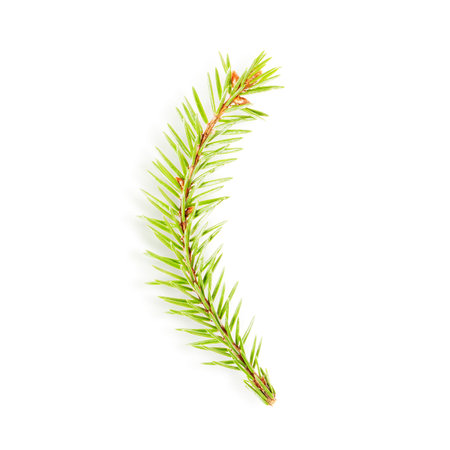 little fir tree branch isolated on white background, symbol of the New Year and Christmas