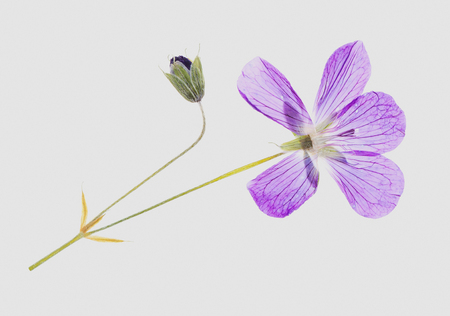 pressed and dried flower on grey backgroundの写真素材