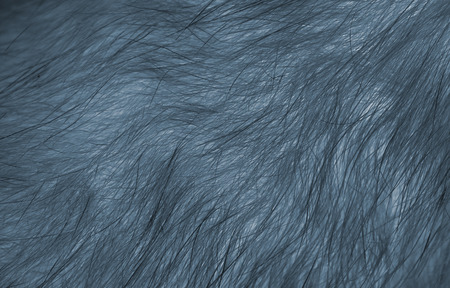 abstract background, animal fur closeup, x-ray effectの写真素材