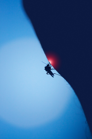 mosquito bites a human skin at night, blurred moon backgroundの写真素材