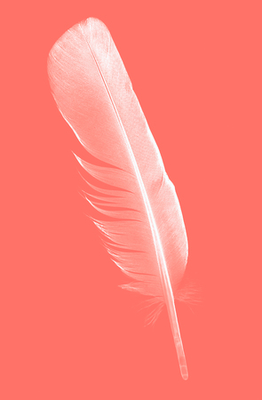 bird of a feather on a living coral background, color of the Year 2019の写真素材