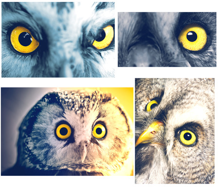 collage from Owls portraitsの写真素材