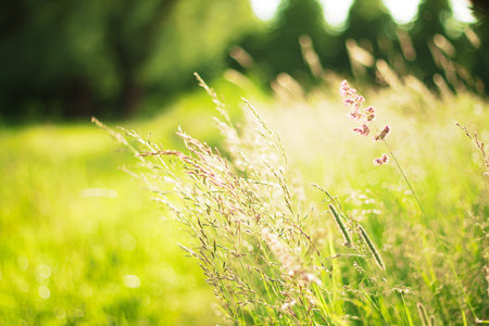 meadow in the morning in autumn
