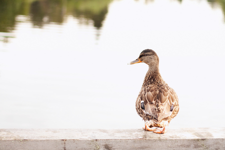 female of mallard duck, rural place in summerの写真素材