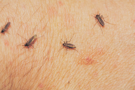 few mosquitos on a human skin