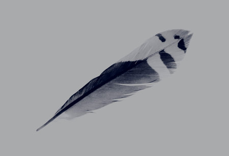 beautiful dark blue pen feather