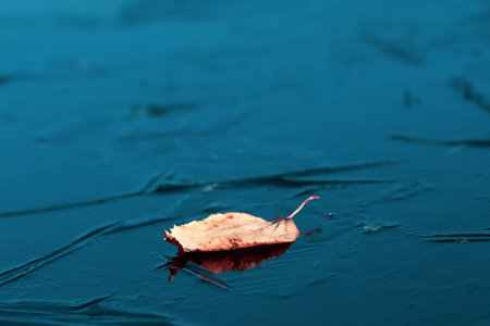 yellow leaf on ice in a clear day, season scecific, autumn symbolの写真素材