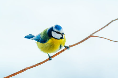 birds of Europe, portrait of a Blue Tit on a tree branch in winter
