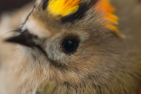 Birds of Europe and World, Portrait of the Goldcrest closeupの写真素材