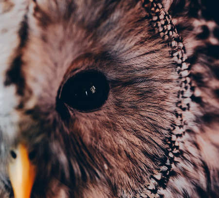 portrait of the Ural Owl (Strix uralensis)の写真素材