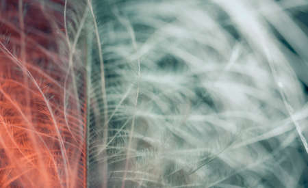 abstract colorful feather closeup in the dark, neon trendy lights red and blue, muted toneの写真素材