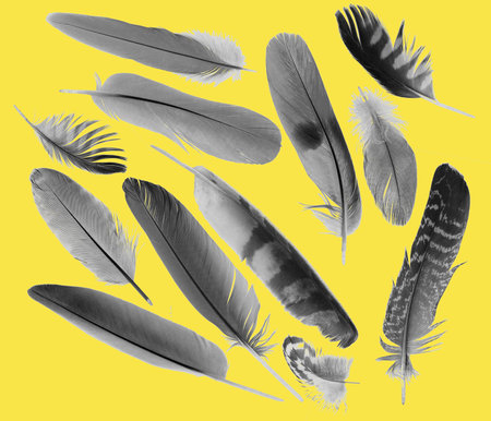 collection gray feathers of birds on a yellow backgroundの写真素材