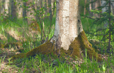 birch tree trunk in a forest, summer time, good morningの写真素材