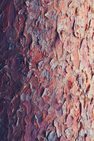 organic texture, abstract background of a pine bark closeupの写真素材
