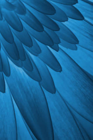 beautiful flower texture background closeup, macro photo, x-ray effectの写真素材