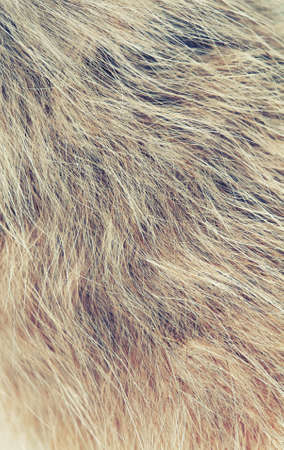abstract background, animal fur closeup, vintage retro style color effectの写真素材
