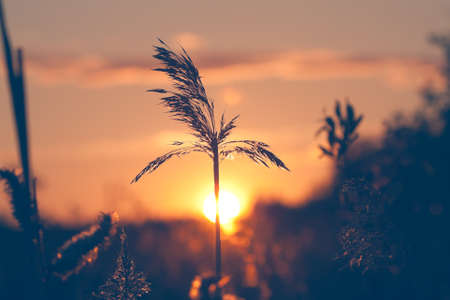 silhouettes of reeds on sunset, vintage style photo imageの写真素材