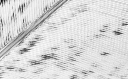 pen feather background closeup, white texture, black and whiteの写真素材