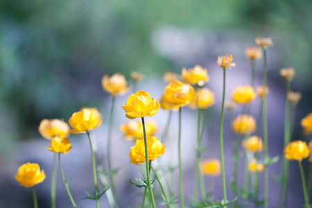 globe flowers in spring