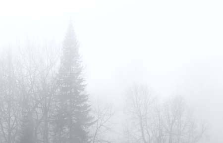 silhouettes of the defoliage trees in autumn time, foggy morningの写真素材