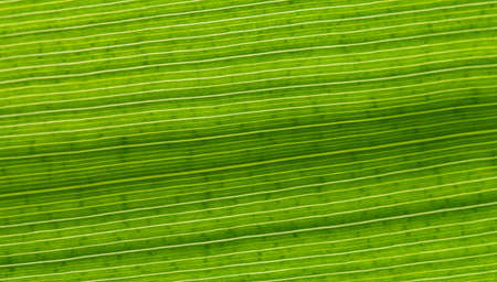 abstract background, organic texture, green striped leaf closeup, macro photoの写真素材