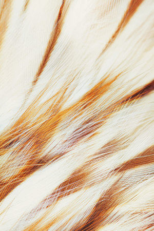 bird plumage background closeup, vintage effect