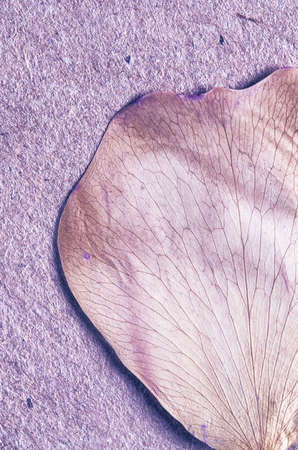 dried petal on the old paper sheet, vintage retro effectの写真素材