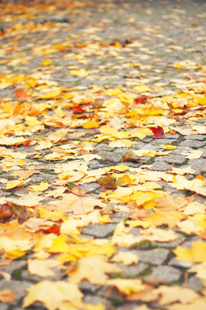 yellow leaves on the cobblestone pavement in autumn, vintage style