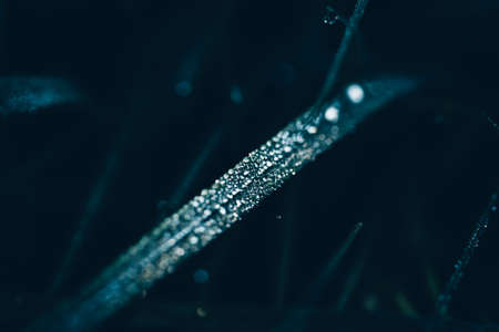 lush green grass in the dark, mood color toneの写真素材