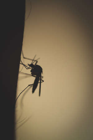 mosquito on human skin in the darkの写真素材