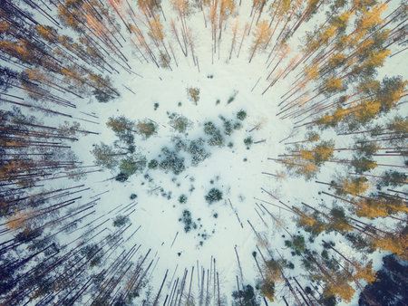 aerial view of a winter spruce forest landscape at sunset, was made with drone, vintage color toneの写真素材