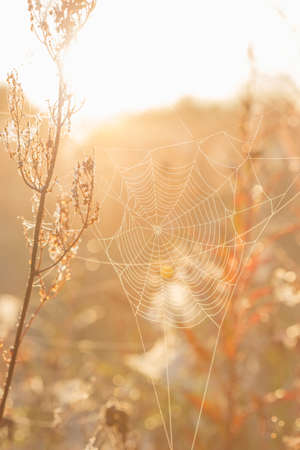 spider web at sunrise on a meadowの写真素材