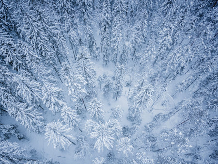 aerial view of a winter spruce forest landscape, was made with drone