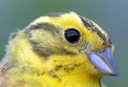 Birds of Europe, the Yellowhammer male portrait outdoorの写真素材