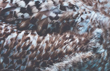 seagull plumage background, macro photo, abstract textureの写真素材