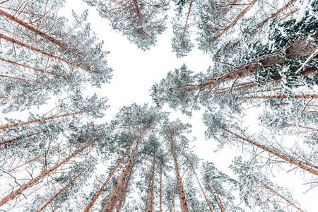 winter forest landscape in the day, natural view of pine trees covered snow, view from aboveの写真素材
