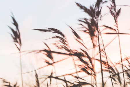 reeds on a lake at sunset in movementの写真素材