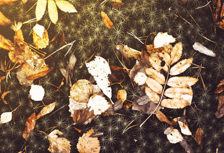 autumn mood, leaves and moss