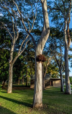 Gum trees with one with large termite nest protruding from the trunk, very close to a building which can cause destruction.の写真素材