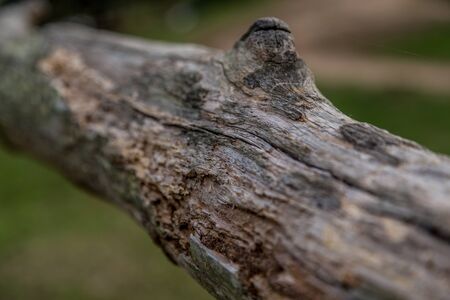 Selective focus on termite damage on branch, close up with rows of damage shownの写真素材