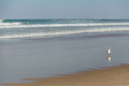 Single seagull stands with back to the ocean creting a reflection in the sandの写真素材