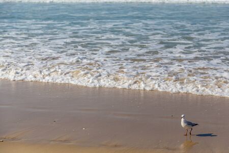 A lone seagull strolls along the shoreline of a surf beach, walking across the wet sandの写真素材