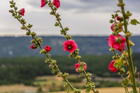 Dark defocused sky with focus on bright red flowers and buds waiting to bloomの写真素材