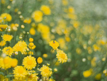 Thai Chrysanthemum flowersの写真素材