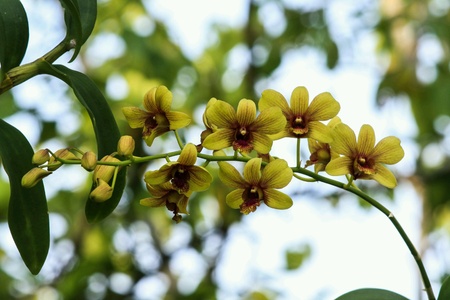 Beautiful orchidsの素材