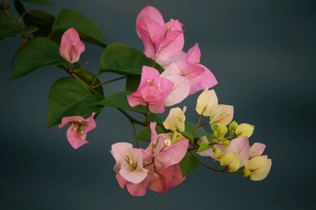 Beautiful paper flowers