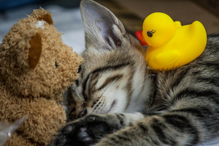Cute kitten sleeping with toys aroundの写真素材