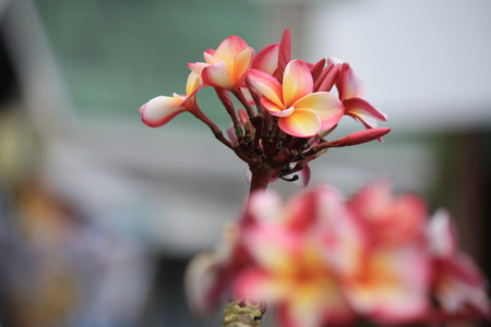 Beautiful plumeriaの写真素材