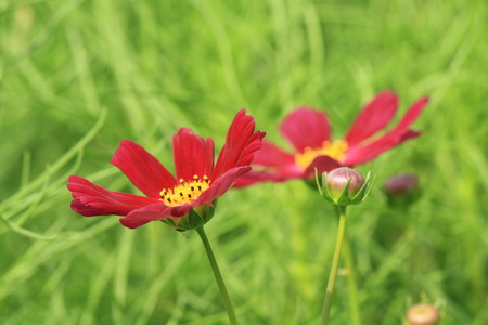 beautiful red flowerの写真素材