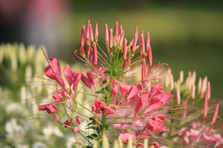 beautiful red flowerの写真素材